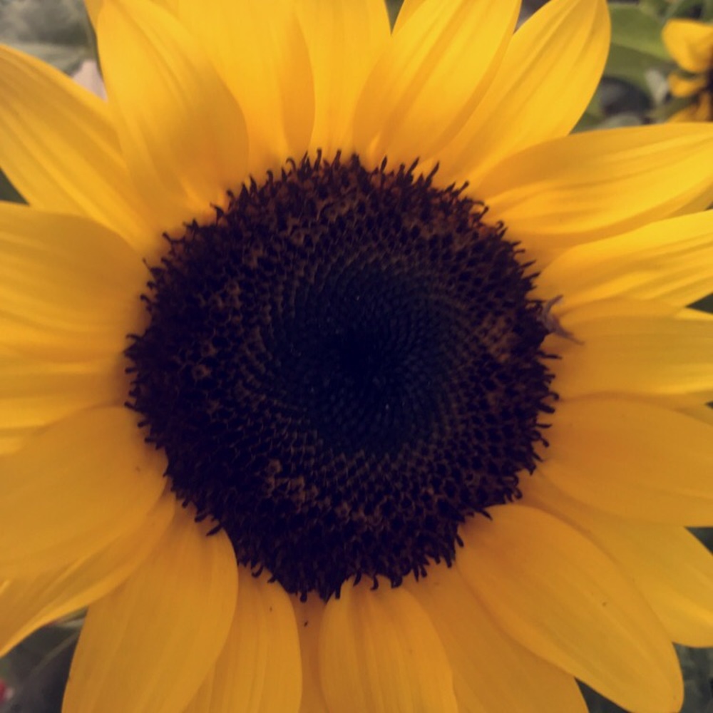 Meet your Posher, Tayo